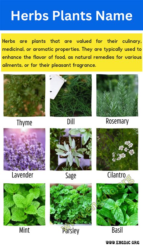 Herbs Plants Name