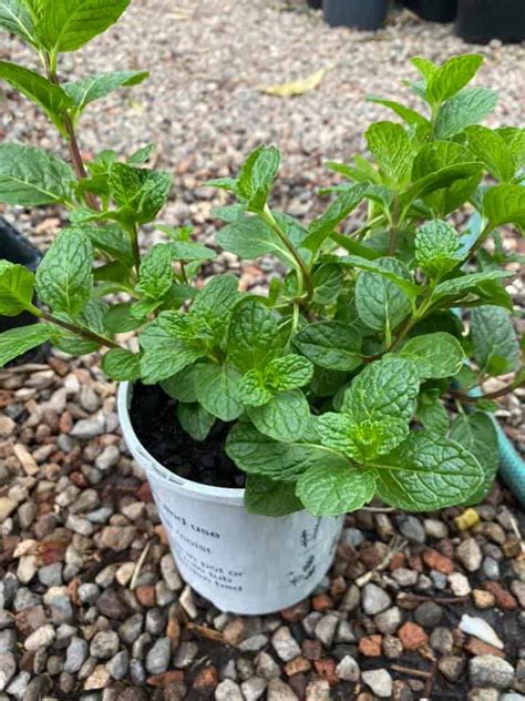 Herbs That Grow Quickly