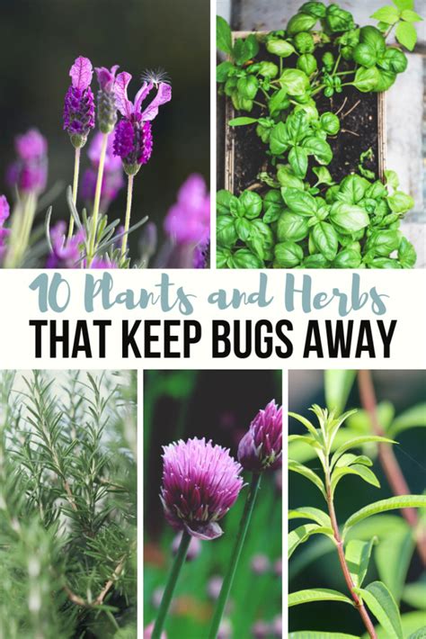 Herbs That Help Keep Bugs Away