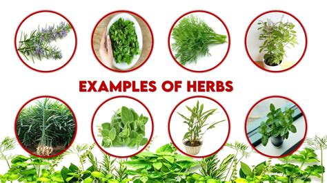 Herbs With Examples