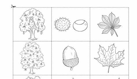 Meer of minder thema herfst, free printable / Mengenvarianz_Thema