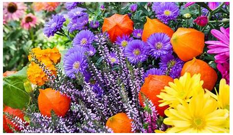 Herbstblumen für Garten und Balkon - Unsere Top 10 | Herbstblumen