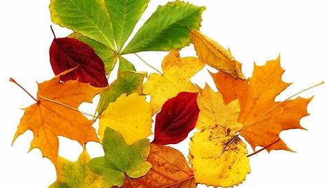 Ausmalbilder Herbst. Kostenlos herunterladen oder ausdrucken