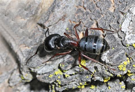 hercules ants european most notable feature
