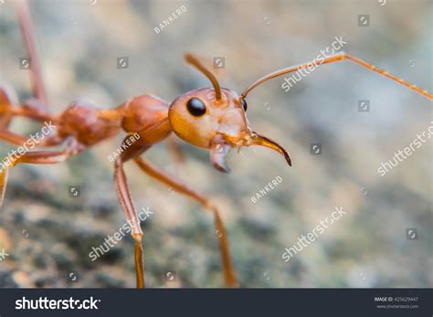 hercules ants mandibles pictures food