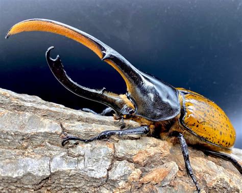 hercules beetle adult for sale