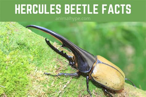 hercules beetle fun facts