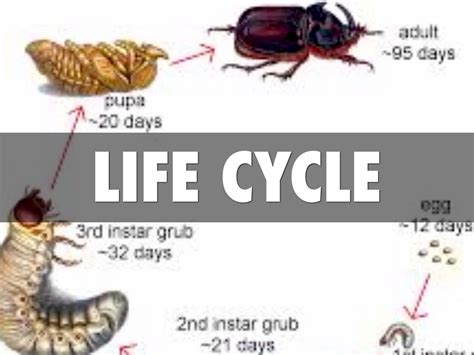 hercules beetle lifespan