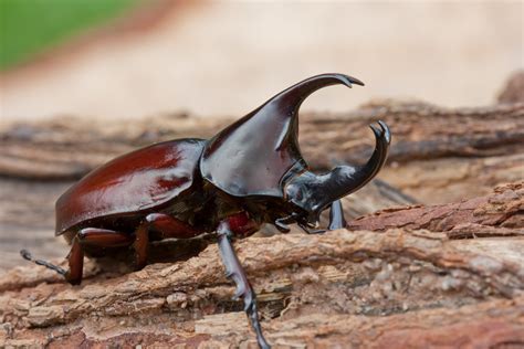 hercules beetle strength body weight