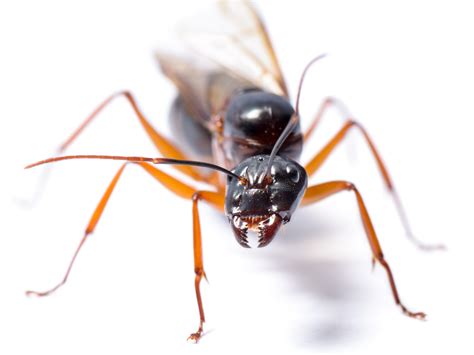 hercules carpenter ants diet