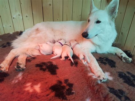 herder geboorte
