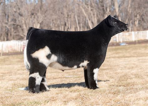 RCC Blog Here I Am Sired High Sellers Raised By Jeff Miller!!