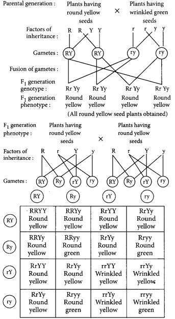 heredity questions and answers class 10