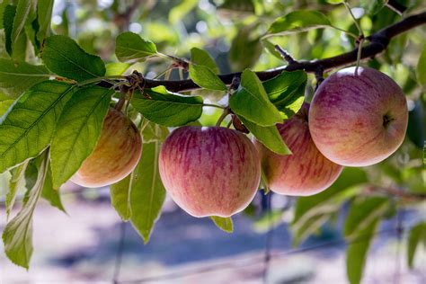 Heritage Apple Tree Varieties