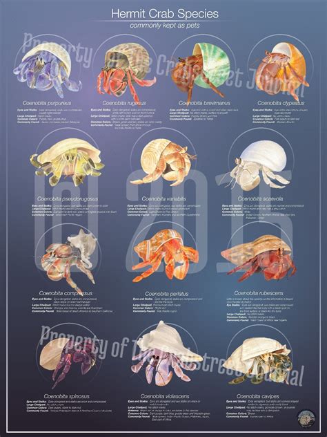Hermit Crab Shell Size Chart