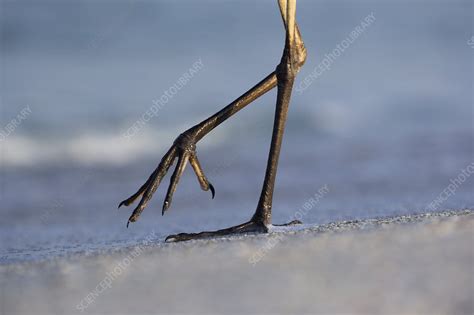 Heron Bird Feet