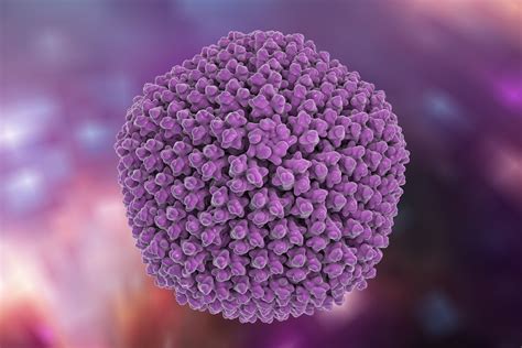 herpes simplex virus 2