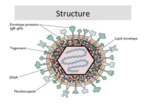 herpes simplex virus hsv infection