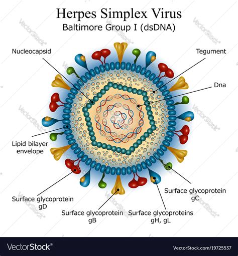 herpes virus simplex 1