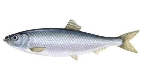 Herring Fish Good For You