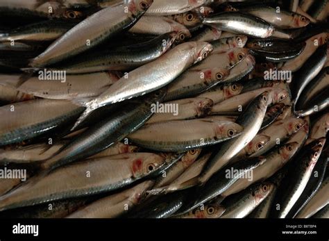 Herring Fish Malaysia