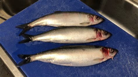 Herring Fish Turkce