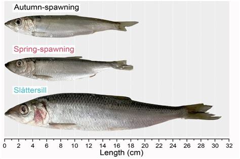Herring Fish Uk Size