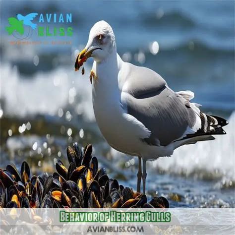 Herring Gull Behavior