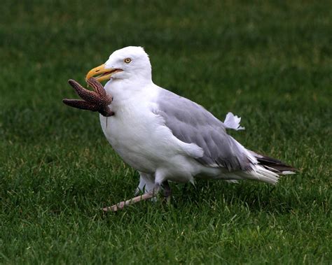 Herring Gull Breeding