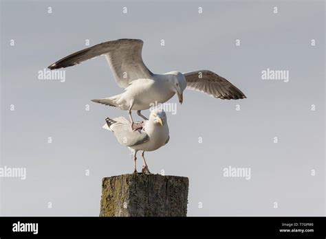 Herring Gull Breeding Behaviour