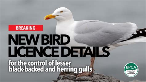 Herring Gull General Licence