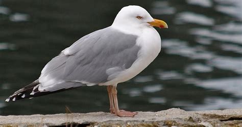 Herring Gull Information