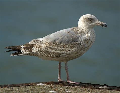 Herring Gull Life Expectancy