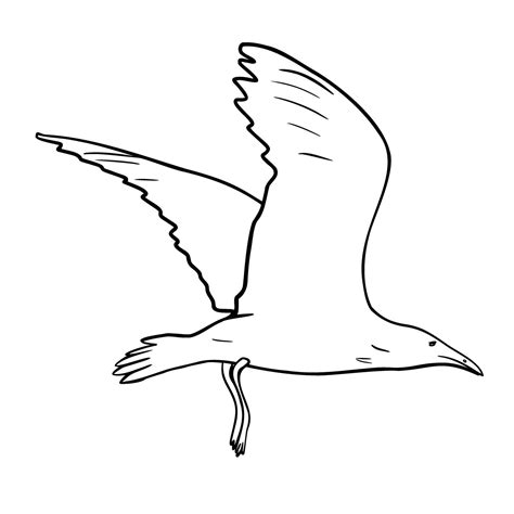 Herring Gull Outline