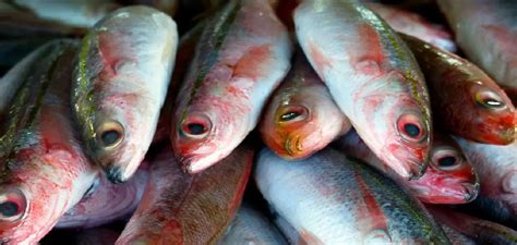 Herring Meaning Malay