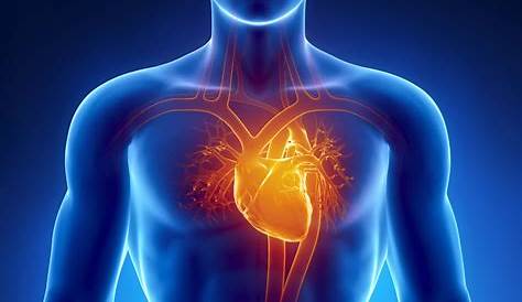 Herz- Kreislauferkrankungen: Eine Zusammenstellung der Informationen