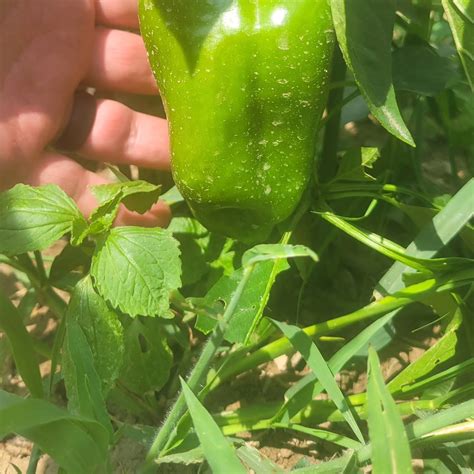 Hettinger State Farm