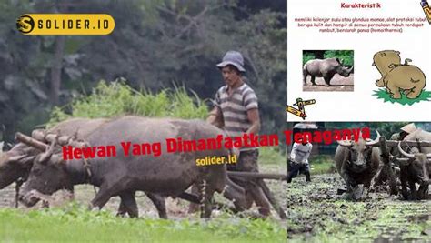 hewan yang dimanfaatkan tenaganya