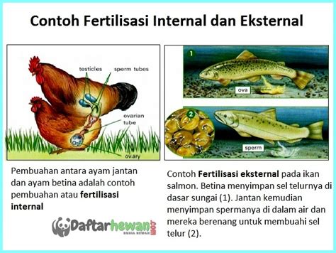 hewan yang melakukan fertilisasi eksternal