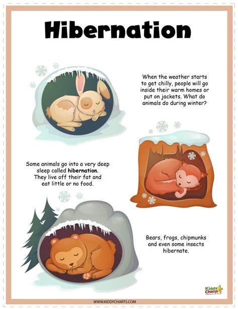 hibernate animals for kids