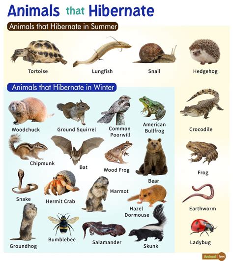 hibernating animals pictures with names