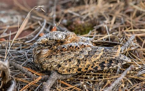 Hibernating bird