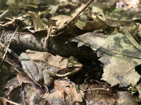 Hibernating frog