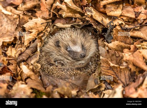 Hibernating hedgehog