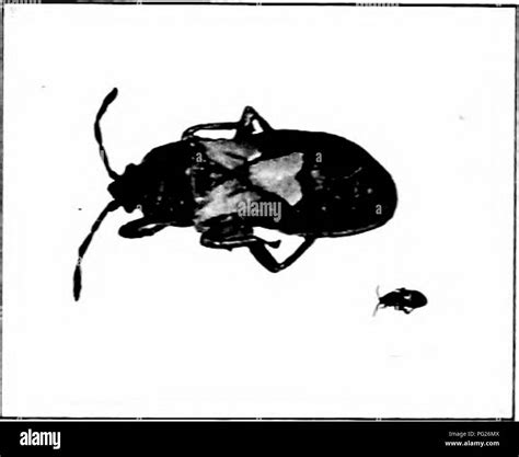 Hibernating insect