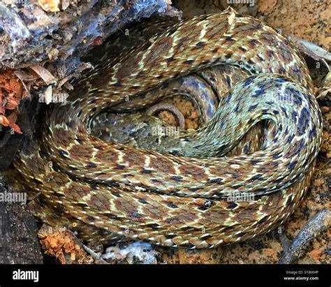 Hibernating snake