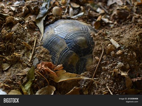 Hibernating turtle