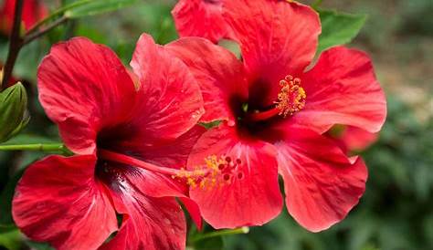 Image libre Hibiscus, rouge, couleur, fleur, herbe, fleur