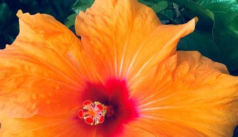 Hibiscus Exterieur Gel L’hibiscus D’extérieur Touffu Et Généreux ! Osez