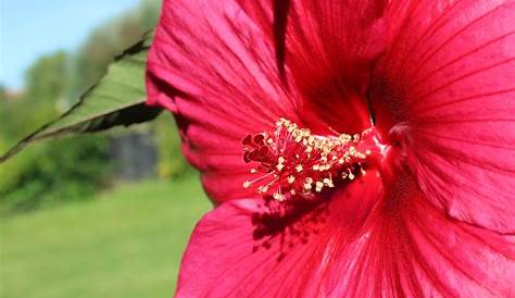 HIBISCUS moscheutos Geant red Plantes et Jardins